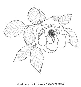 Rose branch with leaves. Hand-drawn illustration. Sketch.