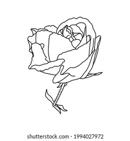 Rose branch with leaves. Hand-drawn illustration. Sketch.