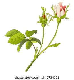 Rose branch with two flowers.