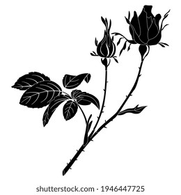 Rose branch with two flowers. Black and white silhouette.