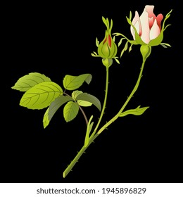 Rose branch with two flowers. On black background.