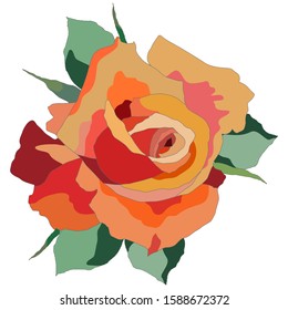 rose in bright colors, isolate on a white background