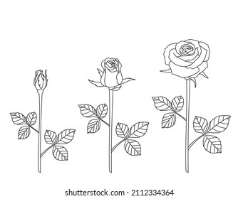 Rose Bud and bloom line hand drawing on white background. Vector design illustration.
