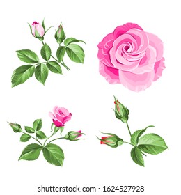 Rose bud collection. Elements of roses isolated on white background. Bouquet of roses. Flower isolated against white. Beautiful set of flowers. Vector illustration.