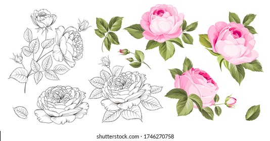 Rose bud collection. Elements of roses isolated on white background. Bouquet of roses. Flower isolated against white. Beautiful set of flowers. Vector illustration.