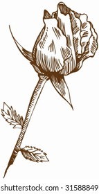 Rose Bud Drawing : Rose stem with a giant bloom and leaves in a hand drawn style.