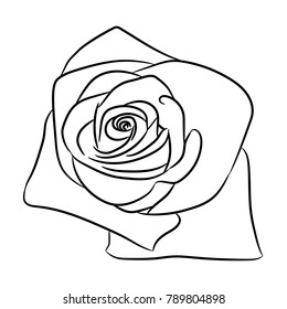 rose bud flower from the contour black lines on white of vector illustration