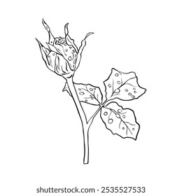 Rose bud flower with dew drops hand drawn in sketch style. Vector illustration.