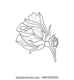 Rose Bud Monochome Drawing For Coloring Book Hand Drawn Vector Simple Style Illustration