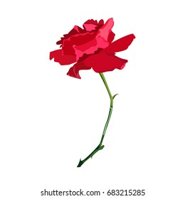 Rose bud on the stem