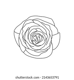 Caída de rosa sobre un fondo blanco. Doodle. Dibujo manual. Ilustración vectorial.