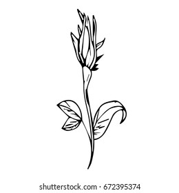 The rose Bud on white background vector illustration. Doodle style. Design icon, print, logo, poster, symbol, decor, textile, paper, card.  