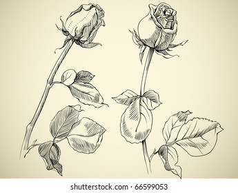Pencil Sketch Roses High Res Stock Images Shutterstock