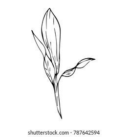 Rose Bud vector illustration. Doodle style. Design, print, decor, textile, paper