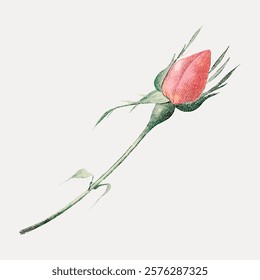 Rose bud vintage flower, vintage vector element. Pink botanical flower floral vintage illustration. Pink flower art drawing illustration, vector botanical artwork.