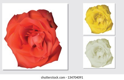 rose bud white, yellow, red as presents