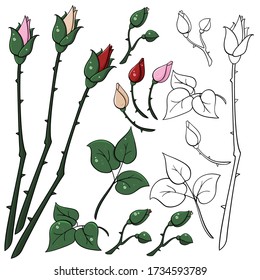 Rosenknotenblatt, isoliert auf weißem Hintergrund, Vektorgrafik