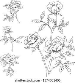 rose buds drawn by a line