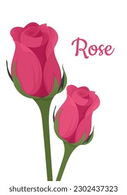 Rose buds on a white background