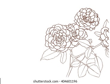 Rose Bush Drawing Flower Stock Vector (Royalty Free) 404601196 ...