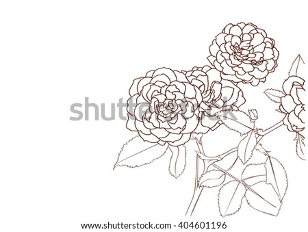 rose bush drawing flower stock vector royalty free 404601196