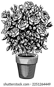 rose bush engraving vector illustration