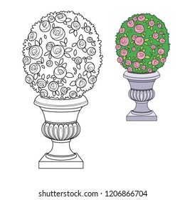 Rose bush with flowers growing in a curly garden vase color and outlined for coloring