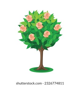 Rose bush or tree with blooming rose buds. Vector illustration in flat style isolated on white background.