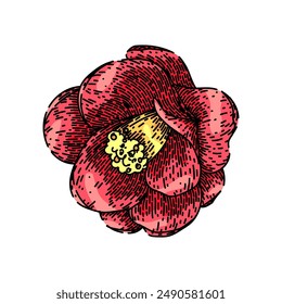 rose camellia hand drawn. leaf wedding, pink bud, outline abstract rose camellia vector sketch. isolated color illustration