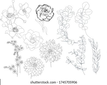 Rose Carnation Wax Flowers and Eucalyptus Leaves Hand-drawn and Sketch in Ink or Pencil Outline with White Background