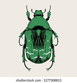 Rose chafer (Cetonia aurata) vector hand drawn illustration.