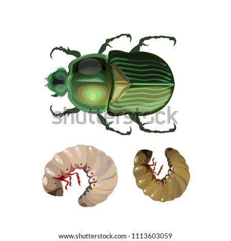 Rose chafer with larvae. Vector illustration isolated on white background