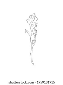 Rose. Collection of isolated rose flower sketch on white background. The continuous line doodled design.