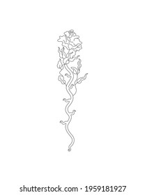 Rose. Collection of isolated rose flower sketch on white background. The continuous line doodled design.