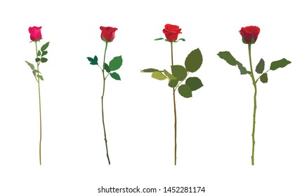 Rose collection .Red rose .Vector image.