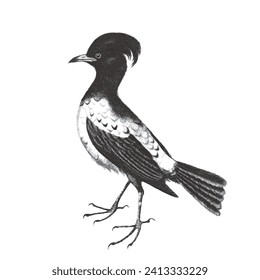 Rose coloured Thrush or Ouzel. Doodle sketch. Vintage vector illustration.