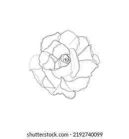 Rose continuous line drawing, tattoo, print for clothes and logo design, decorative flower silhouette single line on a white background, isolated vector illustration.