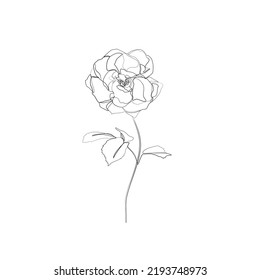 Rose continuous line drawing, tattoo, print for clothes and logo design, decorative flower silhouette single line on a white background, isolated vector illustration.