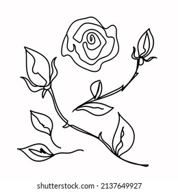 Rose continuous line, outline sketch style vector abstract art.