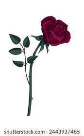 Die Rose ist dunkelrot mit halb offenen Blütenblättern. Ein Stiel mit Blättern und Dornen. Vektorillustration einer Blume. In: Botanical Illustration of a Rose.