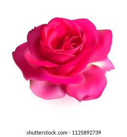 Rose with deep pink, magenta petals isolated on white background. Beautiful flower, single elegant decorative plant. Realistic style. Vector illustration.