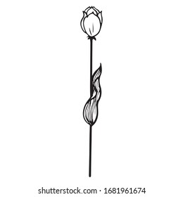 Rosendesign-Illustration, Vektorillustration-Grafik-Skizze, Kunsttätowierung