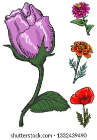 Rose and different flowers, set of vectors, summer motive