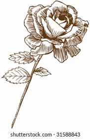 Rose Drawing : Rose stem with a giant bloom and leaves in a hand drawn style.