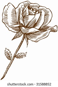 Rose Drawing : Rose stem with a giant bloom and leaves in a hand drawn style.