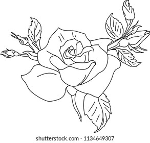 rose drawn by a line