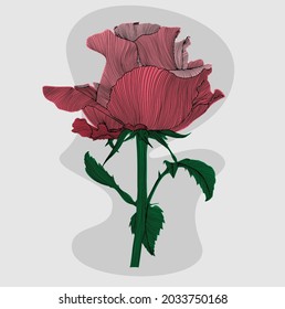 Rose gezeichnet mit Linien mit farbigen Flecken. Vektorgrafik.