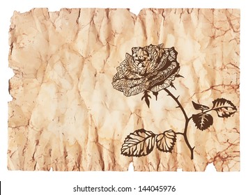 	Rose, drawn on old paper
