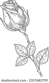 Rose engraving. Floral bud sketch. Hand drawn botany