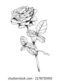 Rose in engraving style. Hand drawn realistic rose bud. Vetor illustration. Decorative vector elements for tattoo, greeting card, wedding invitation.